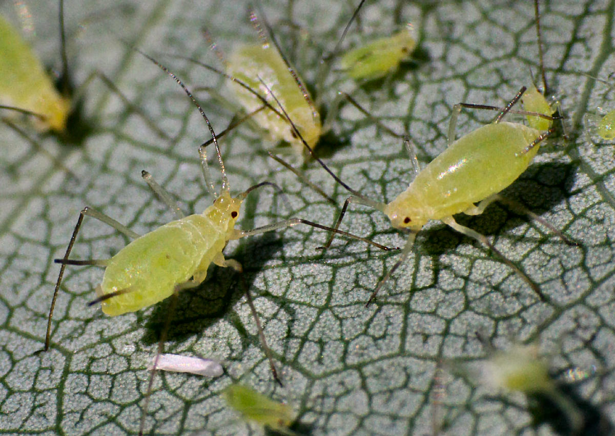 aphis sp. ?? No, Illinoia liriodendri della Lombardia (MB)